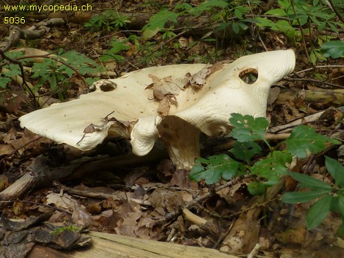 Leucopaxillus giganteus - 