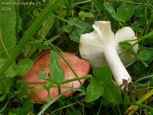 Russula sanguinea - 