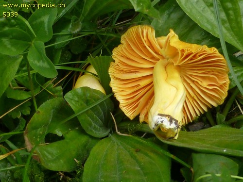 Hygrocybe obrussea - 