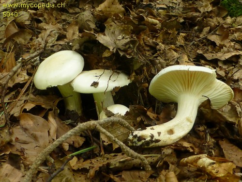 Hygrophorus eburneus - 