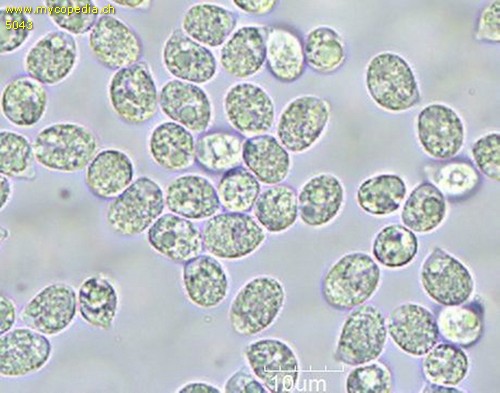 Hygrophorus eburneus - Sporen - 