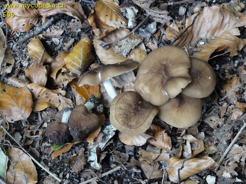 Pluteus thomsonii - 