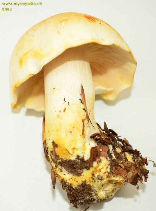 Tricholoma sulphurescens - 