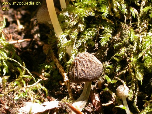 Pluteus thomsonii - 