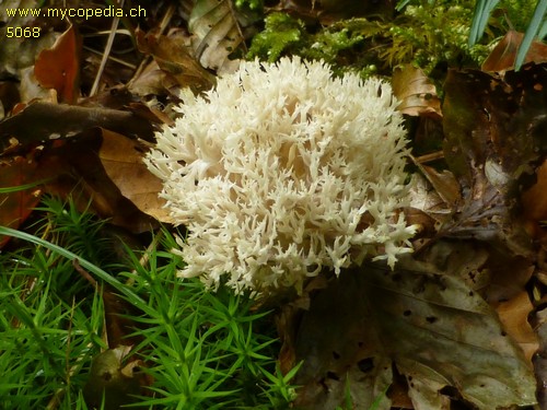 Clavulina coralloides - 