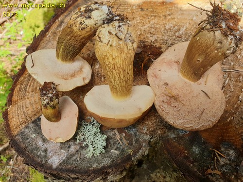 Tylopilus felleus - 