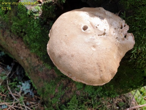 Tylopilus felleus - 