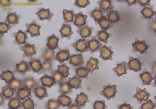 Inocybe asterospora - Sporen - 