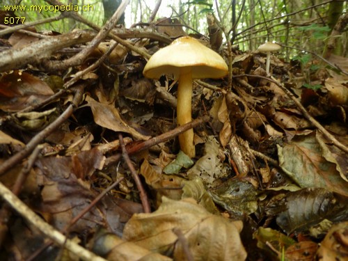 Zhuliangomyces ochraceoluteus - 