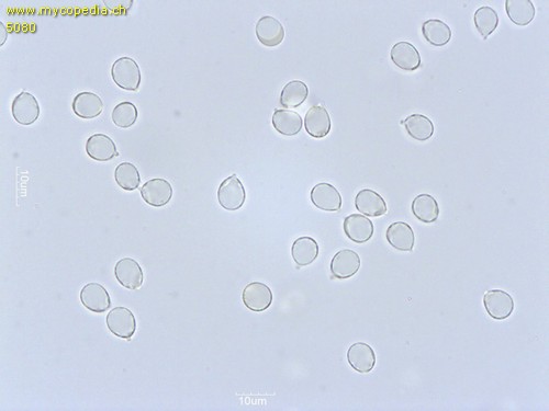 Clavulina coralloides - Sporen - Wasser  - 