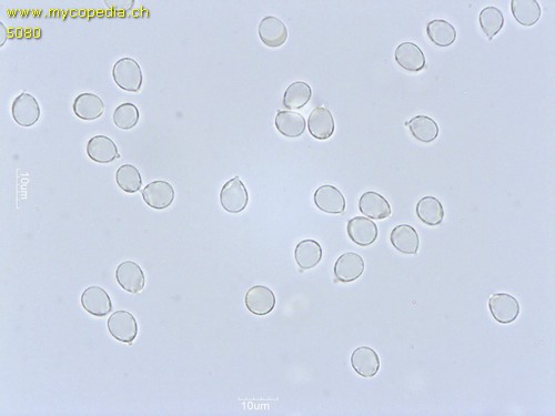 Clavulina coralloides - Spore/n - Wasser  - 