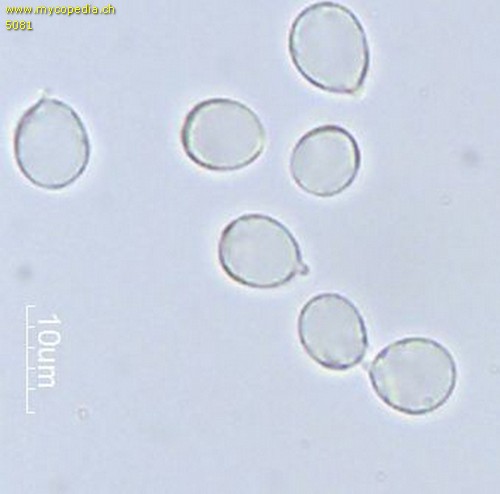 Clavulina coralloides - Sporen - Wasser  - 