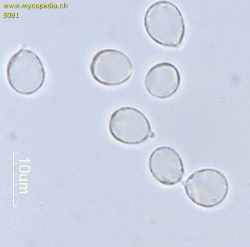 Clavulina coralloides - Spore/n - Wasser  - 