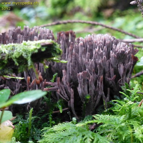 Thelephora palmata - 