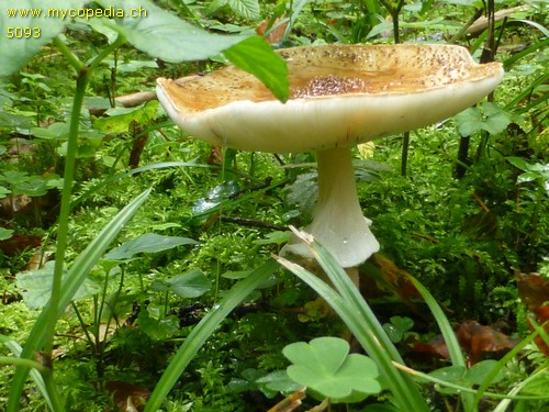 Lepiota aspera - Sporen - 