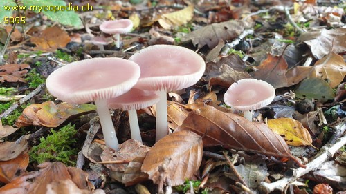 Mycena pura - 