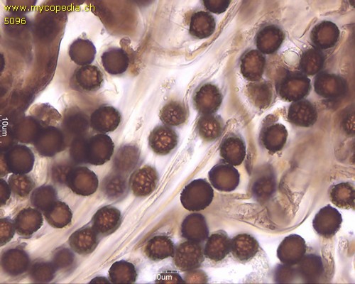 Strobilomyces strobilaceus - 