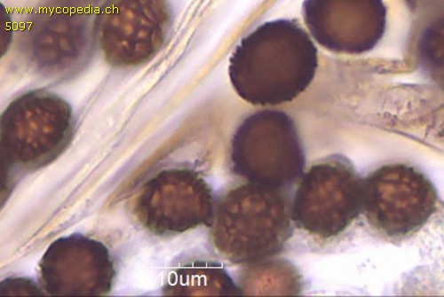 Strobilomyces strobilaceus - 