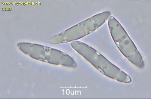 Leotia lubrica - Sporen - 