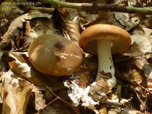 Leucopaxillus gentianeus - 