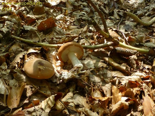 Leucopaxillus gentianeus - 