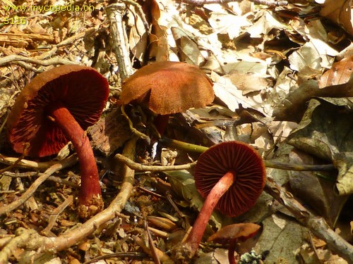 Cortinarius sanguineus - 