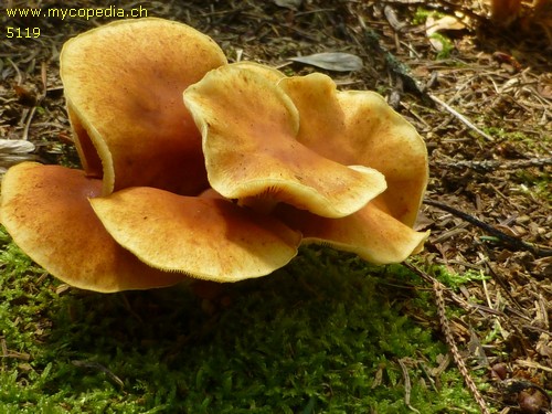 Gymnopilus penetrans - 