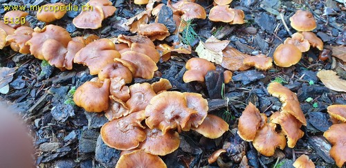 Gymnopilus penetrans - 