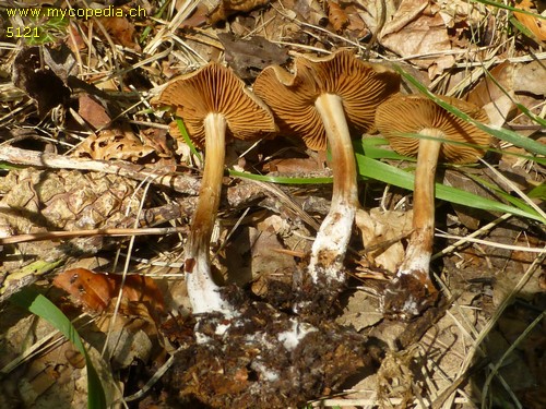 Cortinarius duracinus var. raphanicus - 