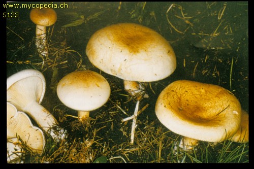 Clitocybe amoenolens - 