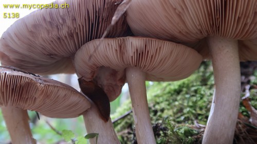 Pluteus cervinus - 