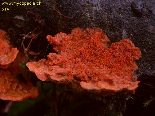 Pycnoporus cinnabarinus - 