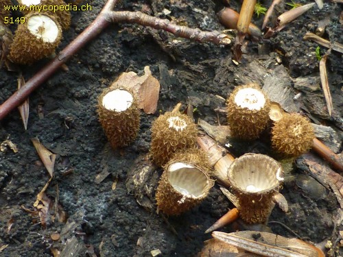 Cyathus striatus - 