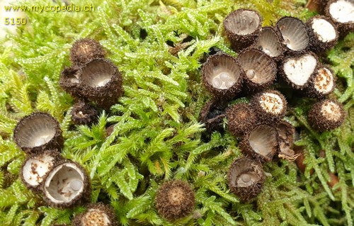 Cyathus striatus - 