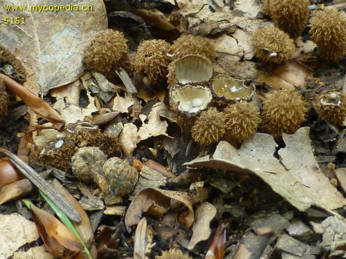 Cyathus striatus - 