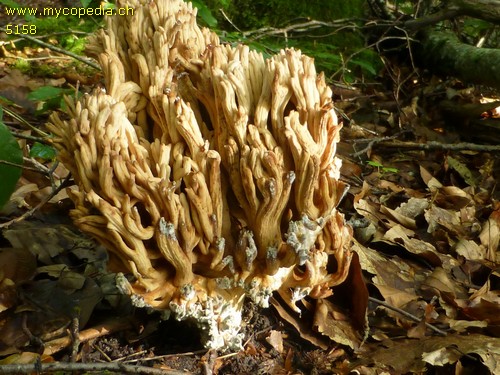 Ramaria botrytis - 