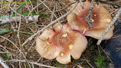 Tricholomopsis rutilans - 