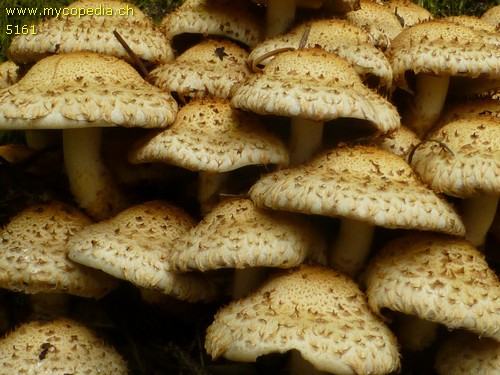 Pholiota squarrosa - 