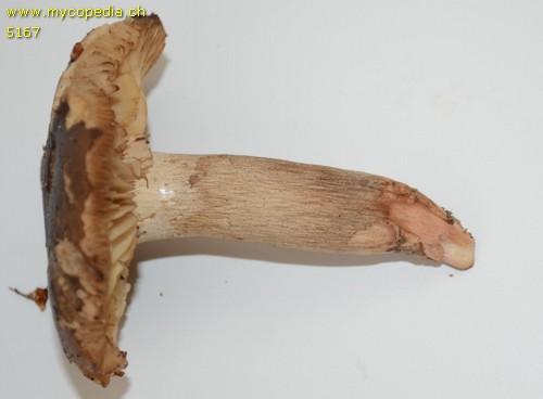 Tricholoma basirubens - 