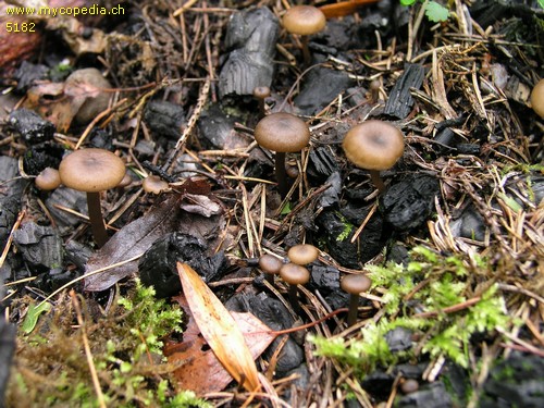 Lyophyllum anthracophilum - 