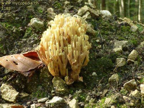 Ramaria sanguinea - 