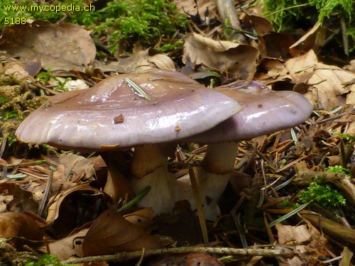 Cortinarius salor - 