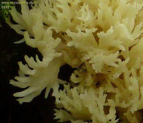 Clavulina coralloides - 