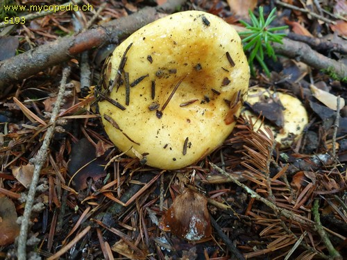 Lactarius leonis - 