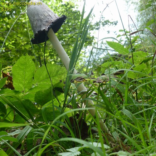 Coprinus comatus - 