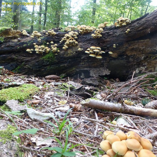 Hypholoma fasciculare - 