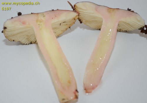 Russula cavipes - 