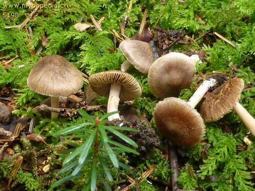 Inocybe splendens - 