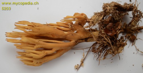 Ramaria eumorpha - 