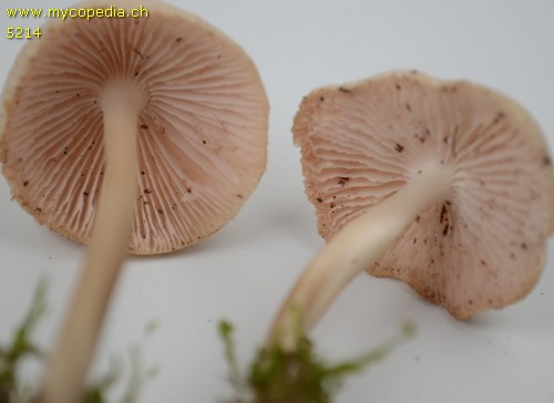 Mycena galericulata - Lamellen - 